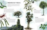Rakau: The Ancient Forests of Aotearoa - Ned Barraud
