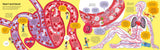Usborne Big Book of the Body