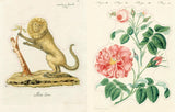 John Derian: Sticker Book II