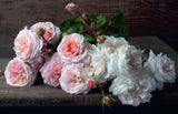 Beautiful Blooms - Georgianna Lane