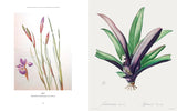 The Botanical Artist: Learn to Draw and Paint Flowers in the Style of Pierre-Joseph Redouté - Francoise Balsan