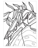 Super Cool Bugs and Spiders Coloring Book: Color and Learn About Amazing Insects and Spiders from Around the World