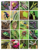 Super Cool Bugs and Spiders Coloring Book: Color and Learn About Amazing Insects and Spiders from Around the World