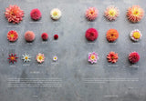 Floret Farm's Discovering Dahlias - Erin Benzakein