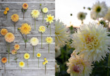 Floret Farm's Discovering Dahlias - Erin Benzakein