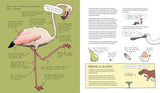 Omnibird: The Avian Investigator’s Handbook - Giselle Clarkson