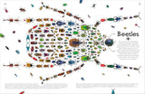 DK Shapes of Nature A Kaleidoscope of the Natural World - Ben Hoare