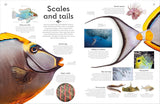 DK Shapes of Nature A Kaleidoscope of the Natural World - Ben Hoare