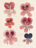 John Derian - Gift Wrap Book