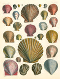 John Derian - Gift Wrap Book