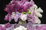 Lilacs - Naomi Slade