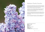 Lilacs - Naomi Slade